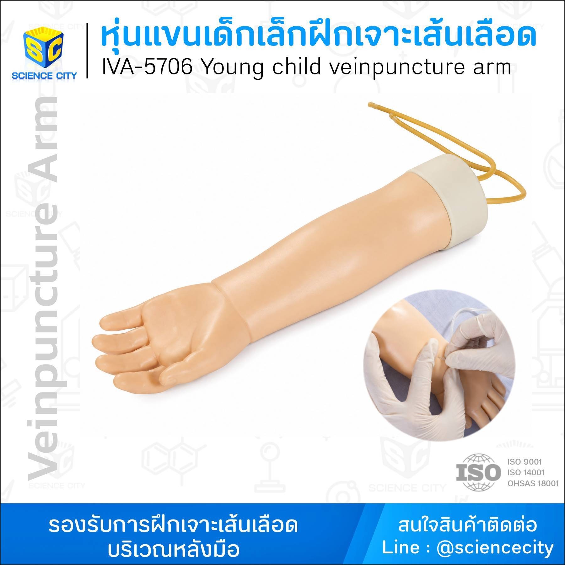IVA-5706หุ่นฝึกเจาะเส้นเลือดแขนเด็กเล็กWL