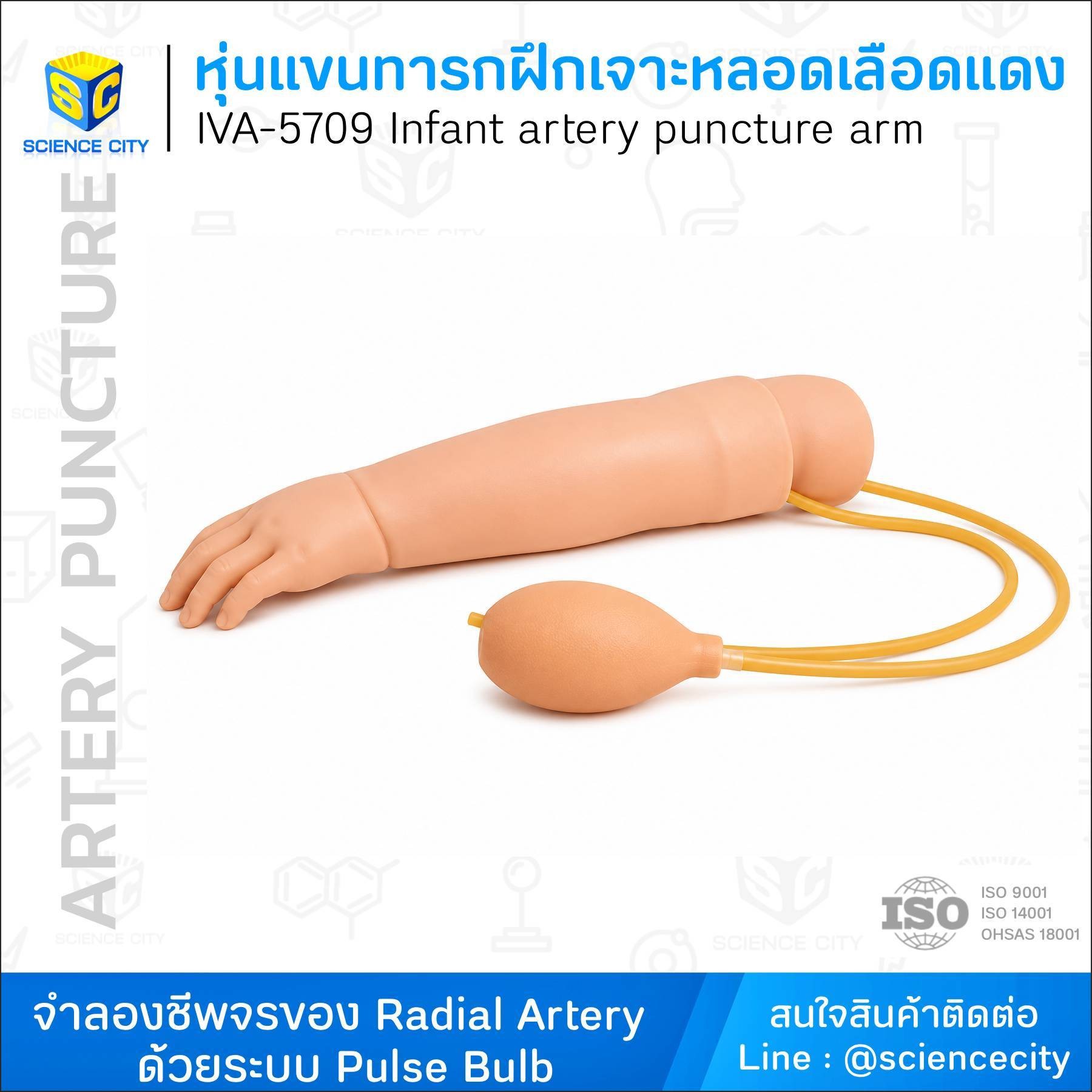 IVA-5709หุ่นแขนทารกฝึกเจาะหลอดเลือดแดงWL