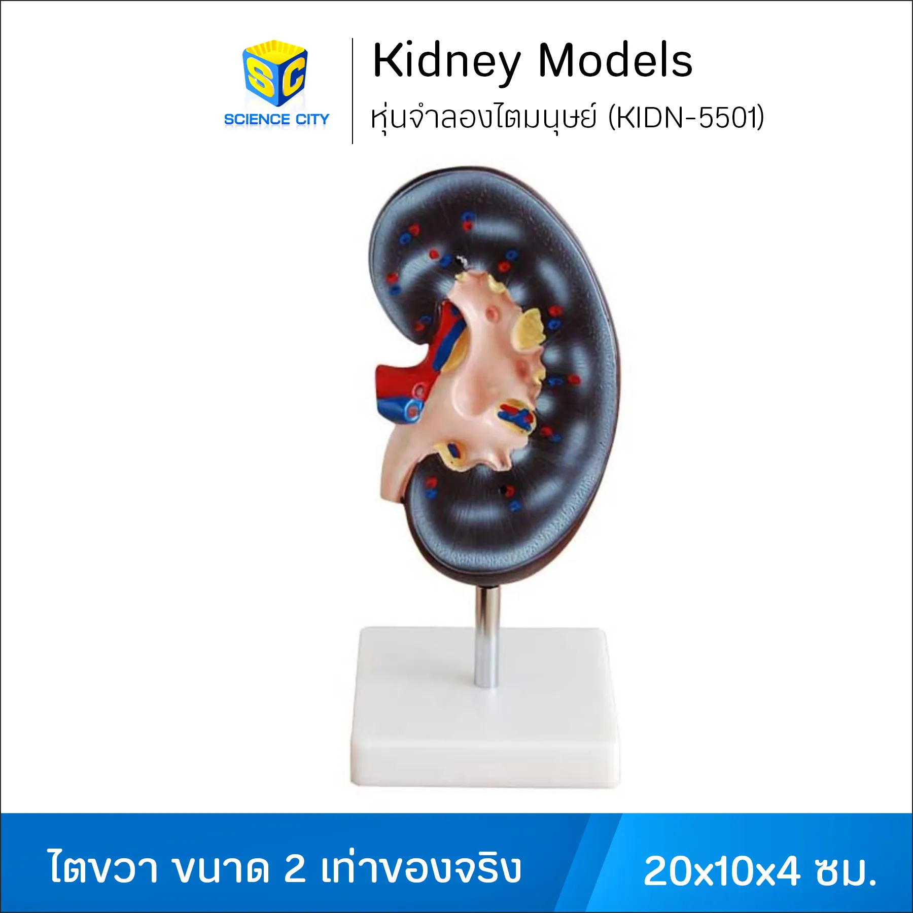KIDN-5501หุ่นจำลองไตมนุษย์WL(1)