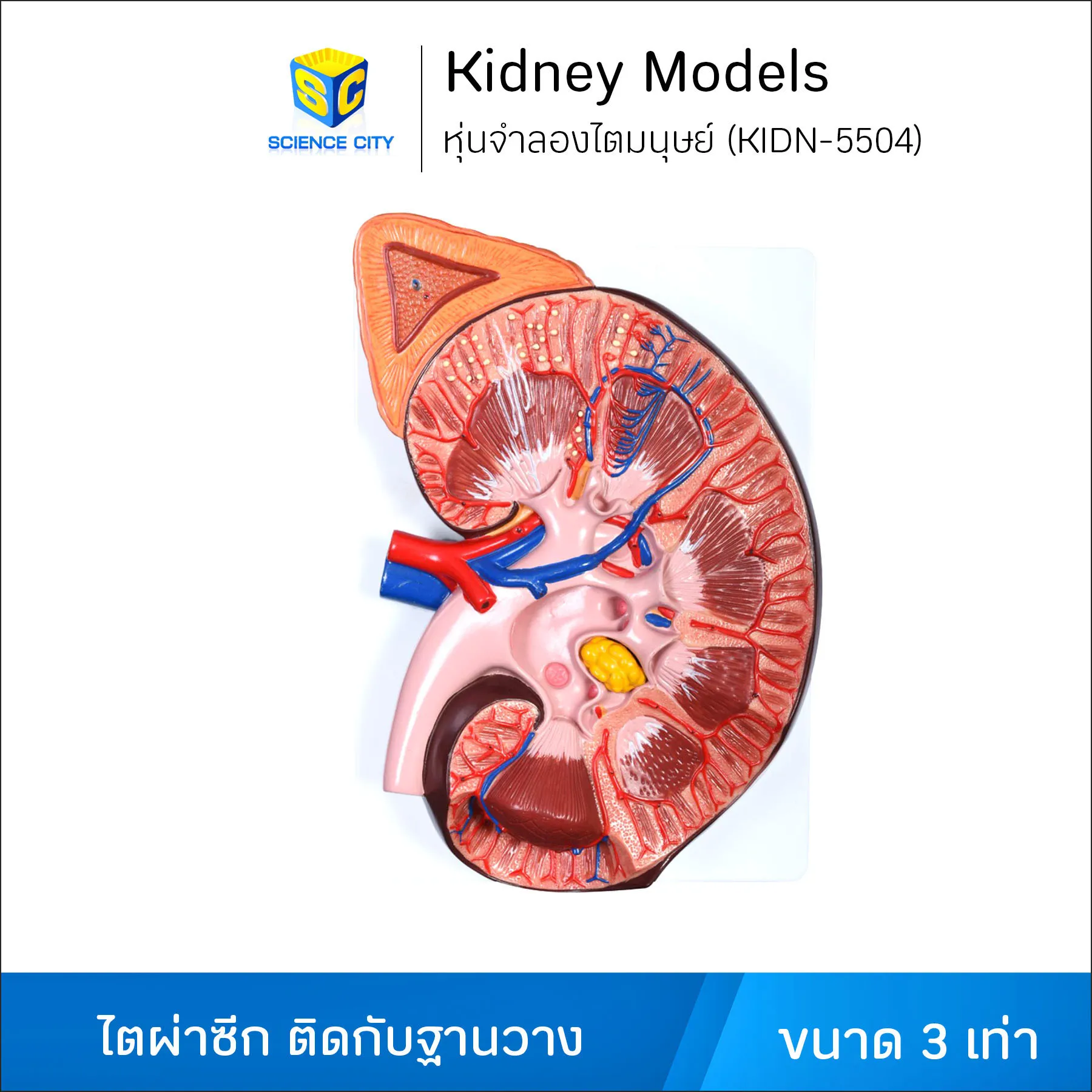 KIDN-5504หุ่นจำลองไตมนุษย์WL(1)