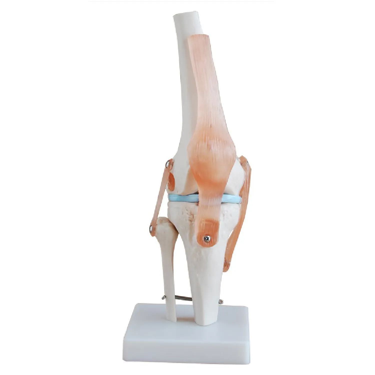 LEG-3302