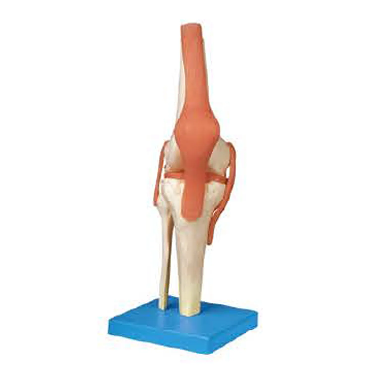 LEG-3303