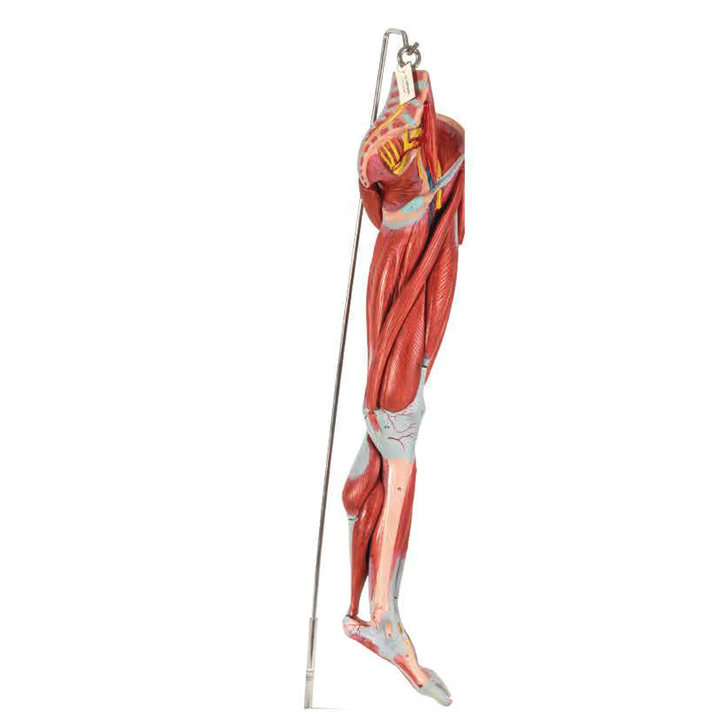 LEG-3307