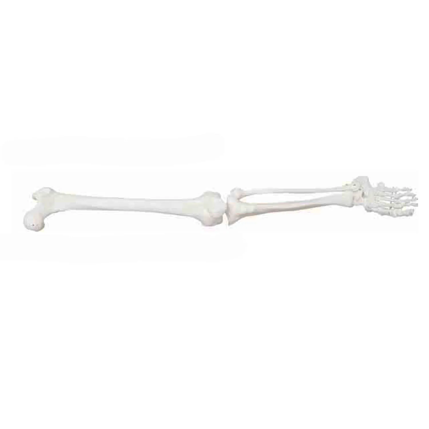 LEG-3309