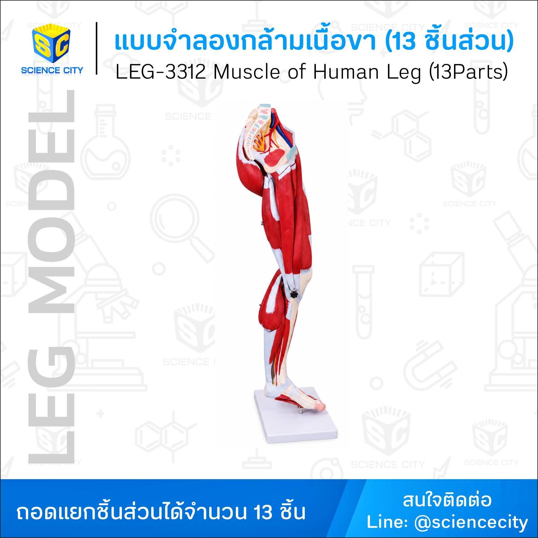 LEG-3312WL