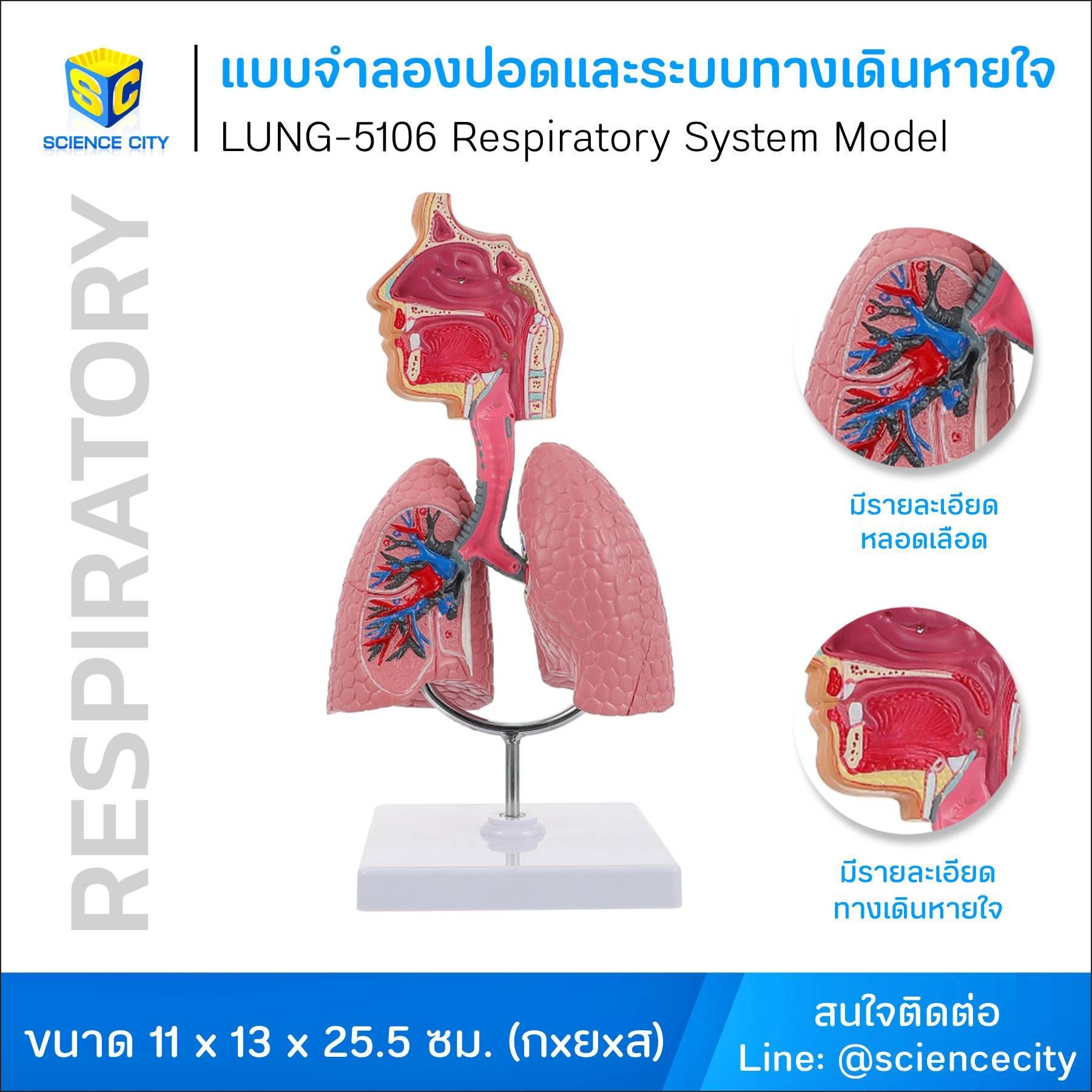 แบบจำลองปอดและระบบทางเดินหายใจ