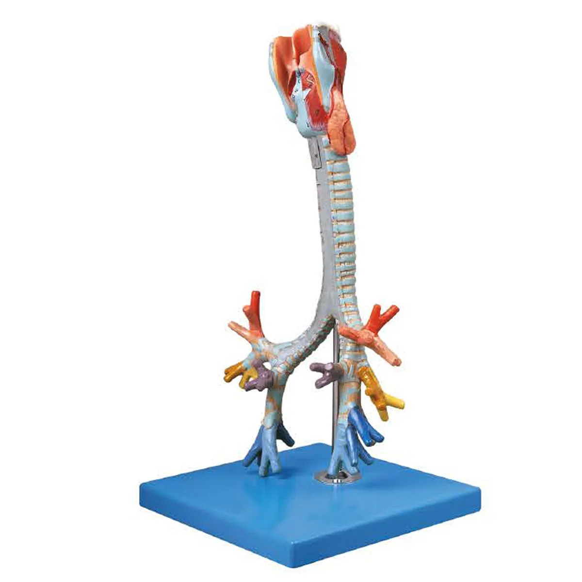 LUNG-5111แบบจำลองกล่องเสียงหลอดลมและหลอดลมฝอย