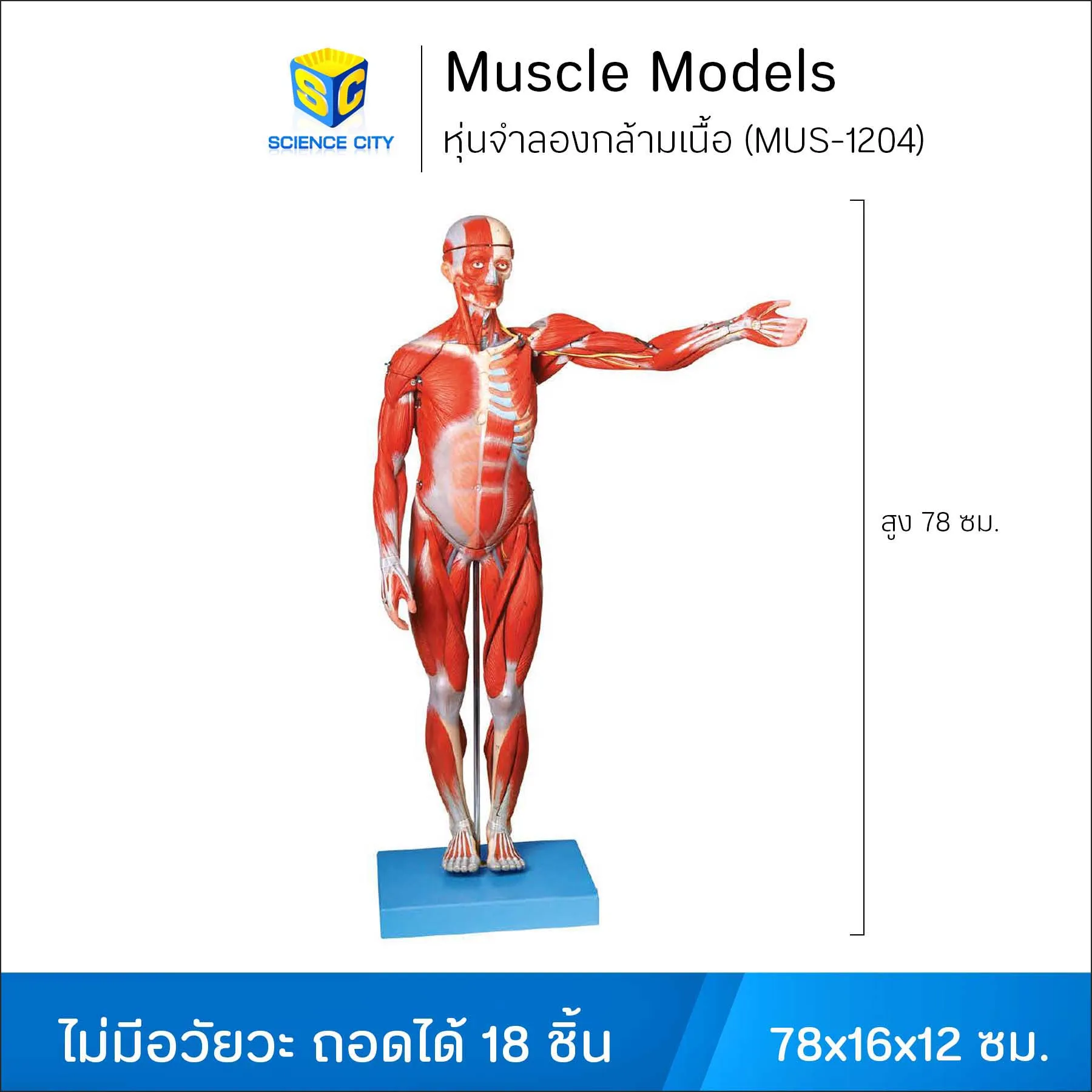 MUS-1204หุ่นจำลองกล้ามเนื้อWL(1)