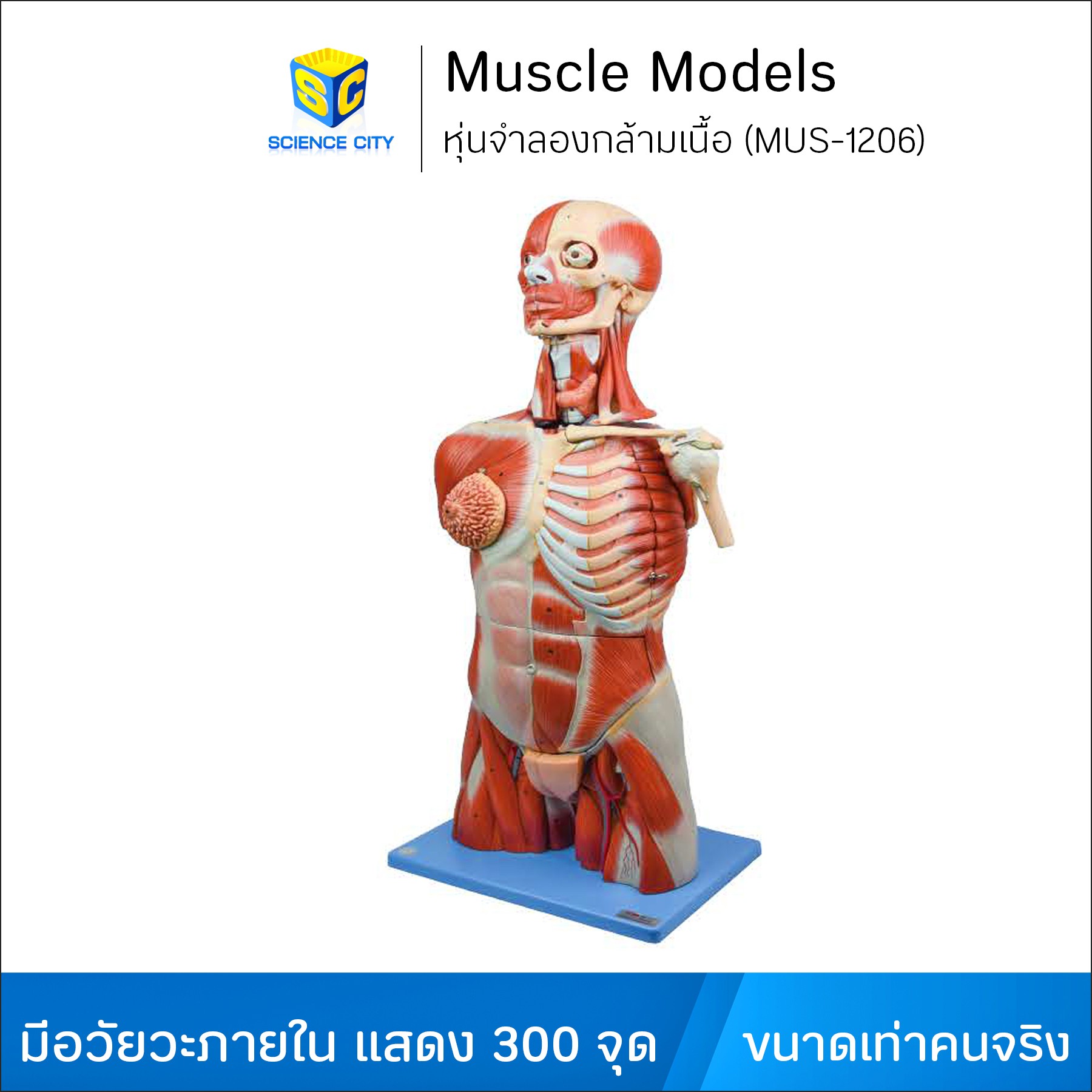 หุ่นจำลองกล้ามเนื้อ (Muscle Models)