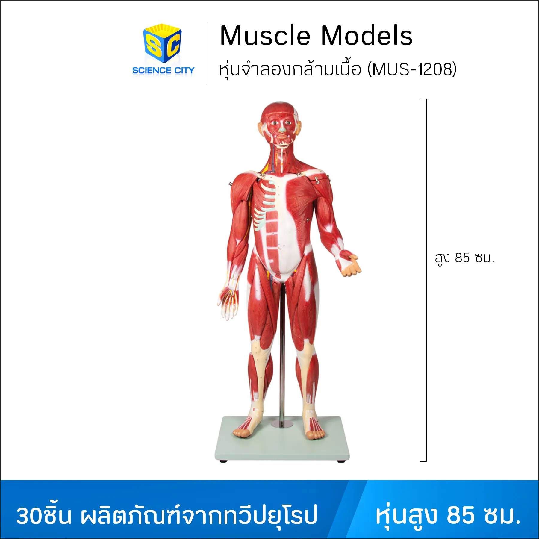 MUS-1208หุ่นจำลองกล้ามเนื้อWL(1)