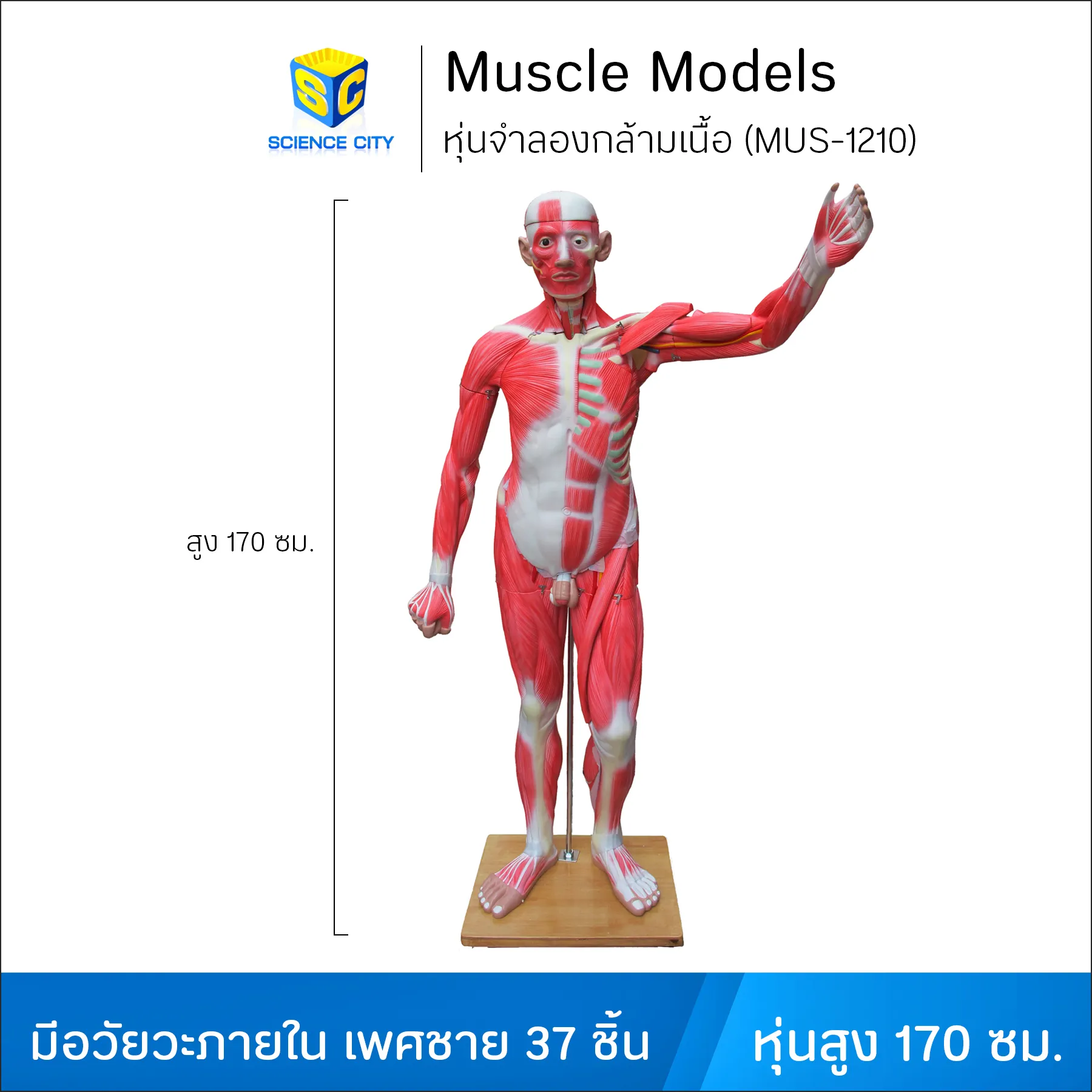 MUS-1210หุ่นจำลองกล้ามเนื้อWL(1)