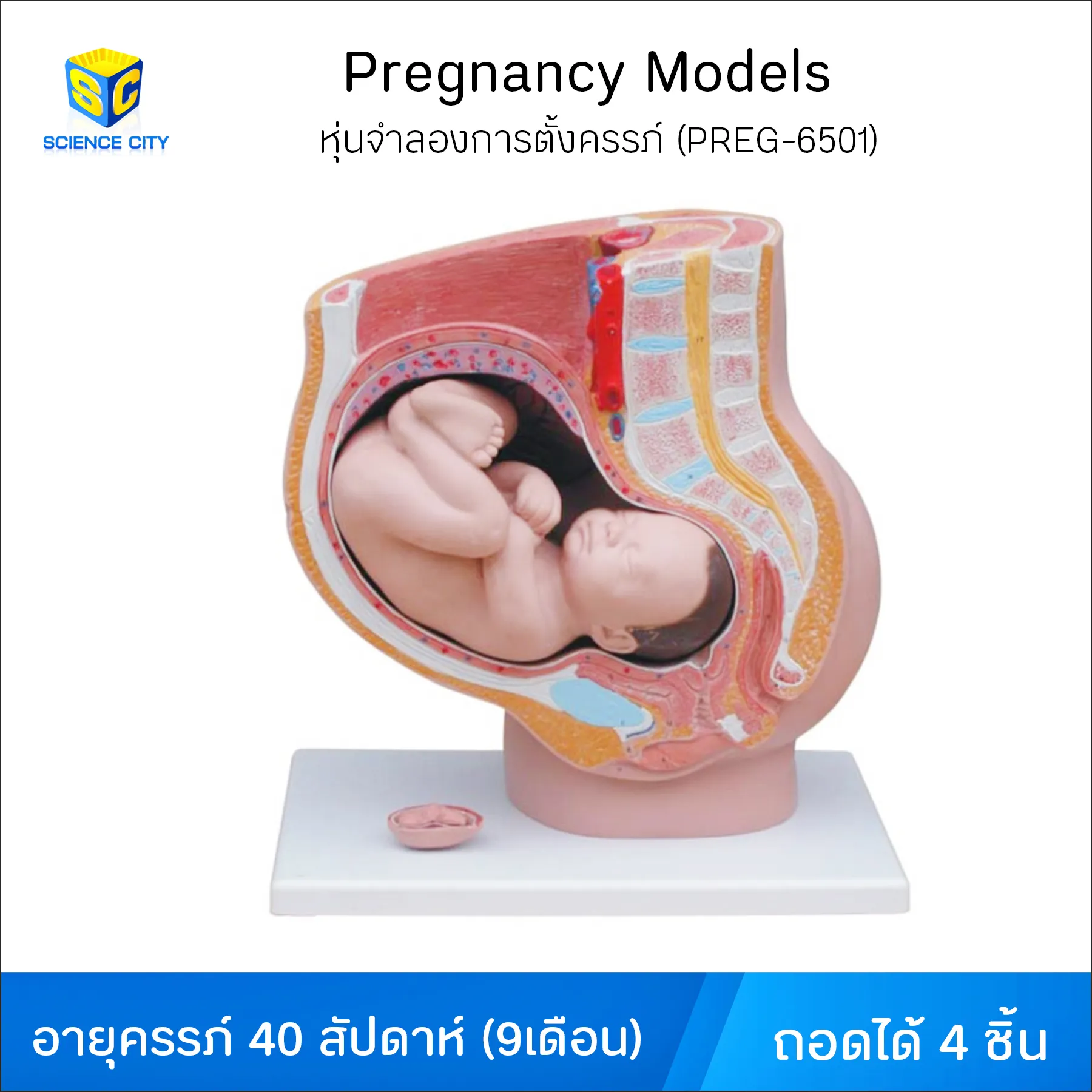 PREG-6501หุ่นจำลองการตั้งครรภ์WL(1)