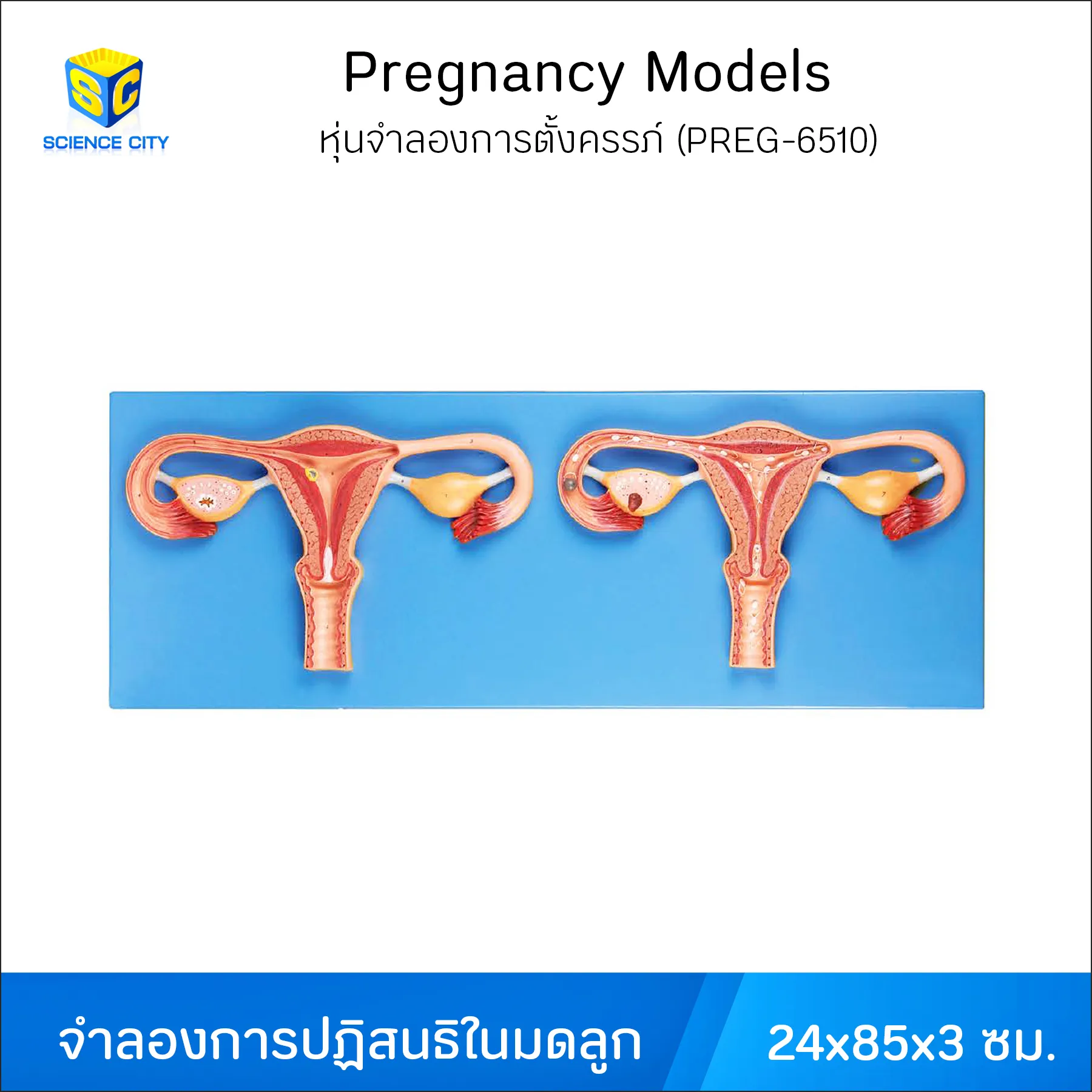 PREG-6510หุ่นจำลองการตั้งครรภ์Line(1)