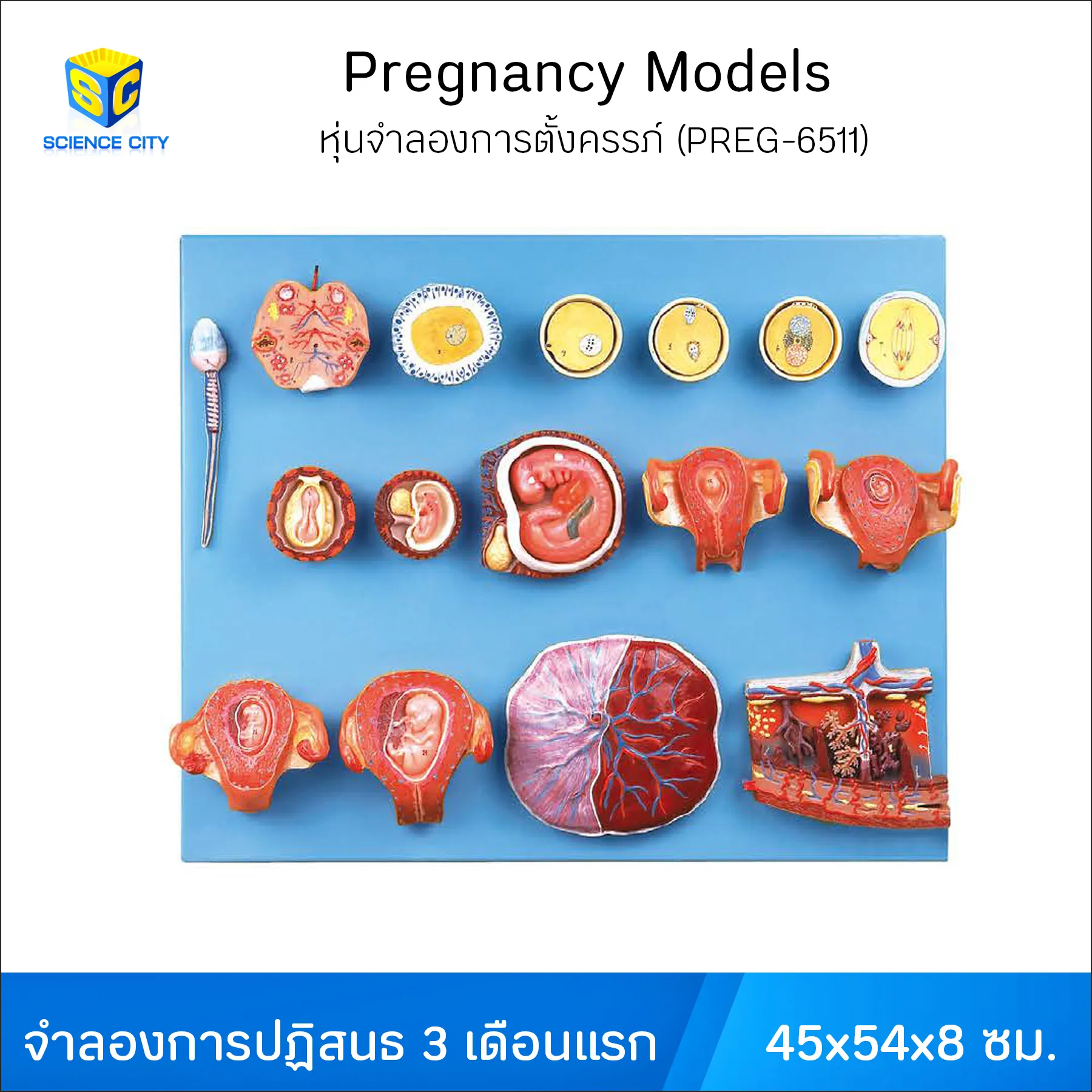 PREG-6511หุ่นจำลองการตั้งครรภ์Line(1)