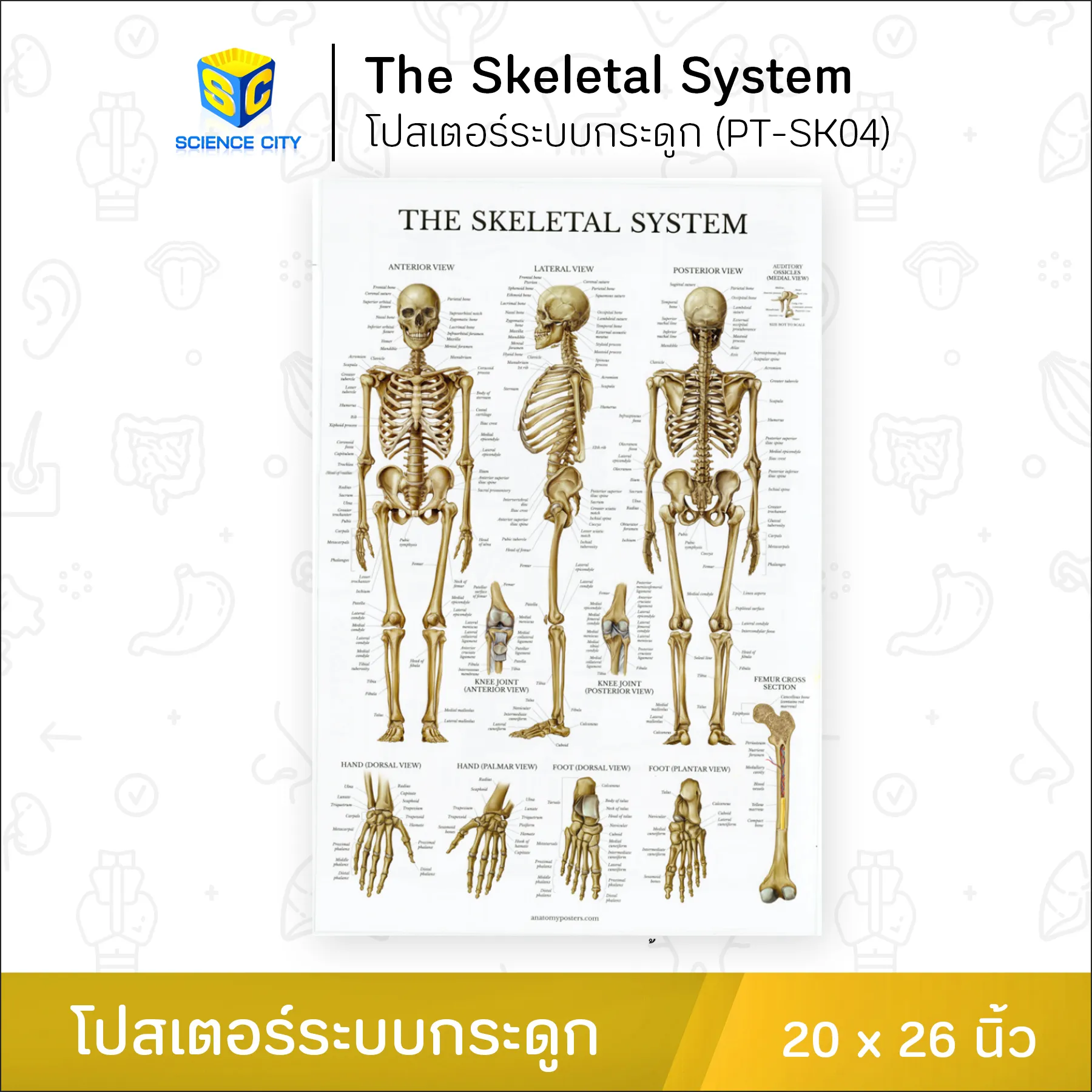 PT-SK04โปสเตอร์ระบบกระดูกWL