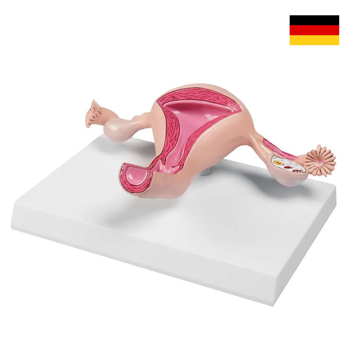 REP-6626แบบจำลองมดลูกแบบปกติ