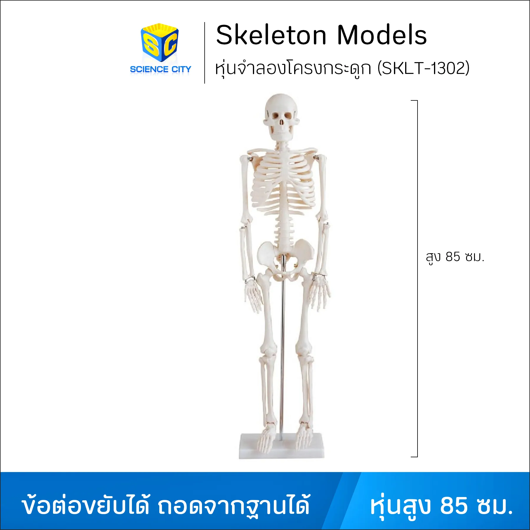 หุ่นจำลองโครงกระดูก (Skeleton Models)