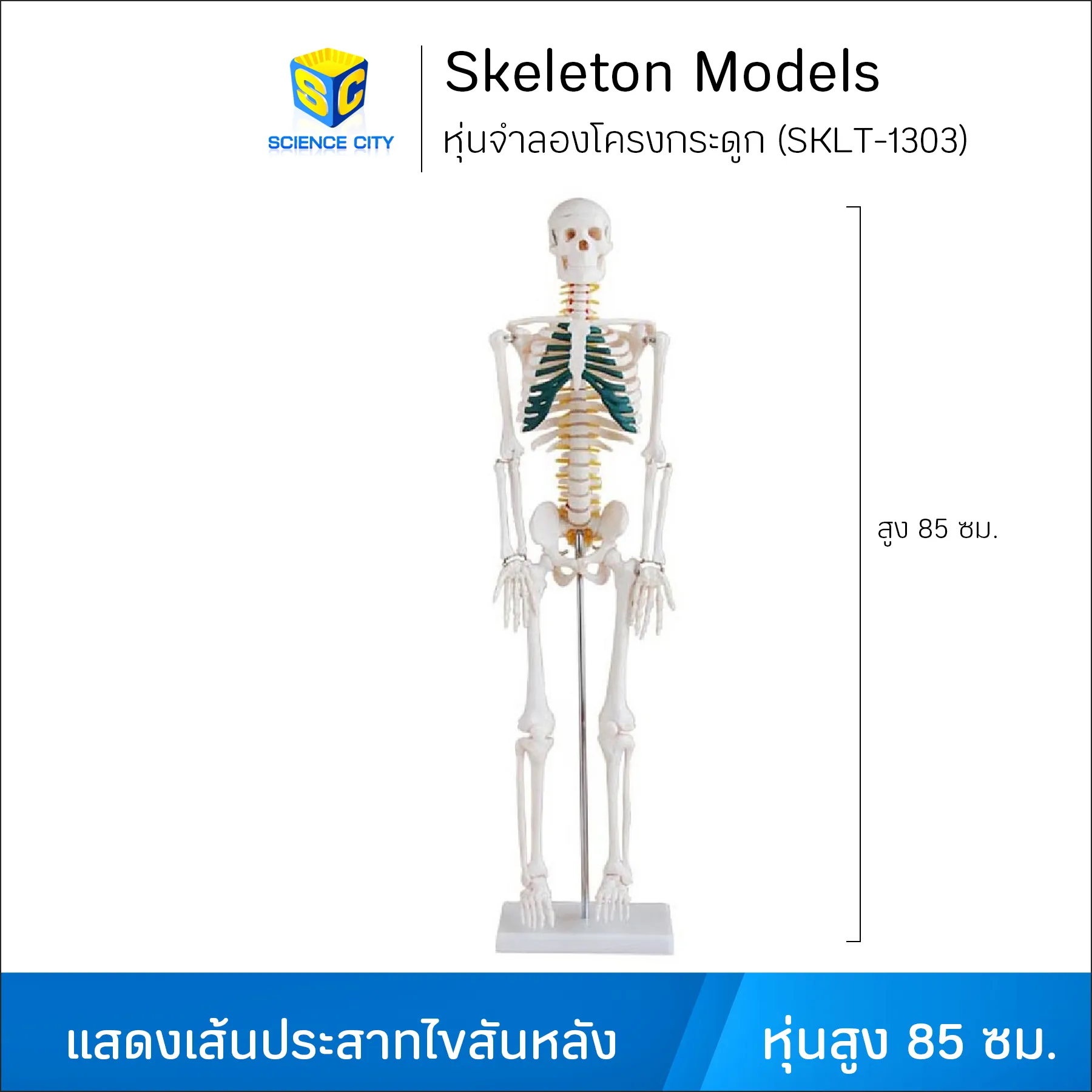 SKLT-1303หุ่นจำลองโครงกระดูกWL(1)