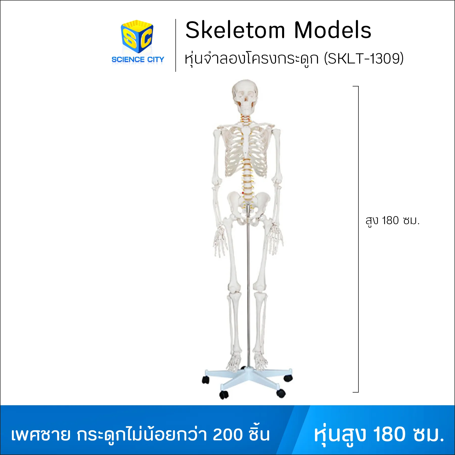 SKLT-1309หุ่นจำลองโครงกระดูกWL(1)