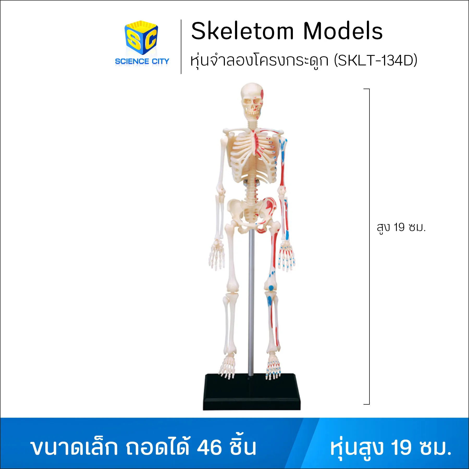 SKLT-134Dหุ่นจำลองโครงกระดูกWL(1)