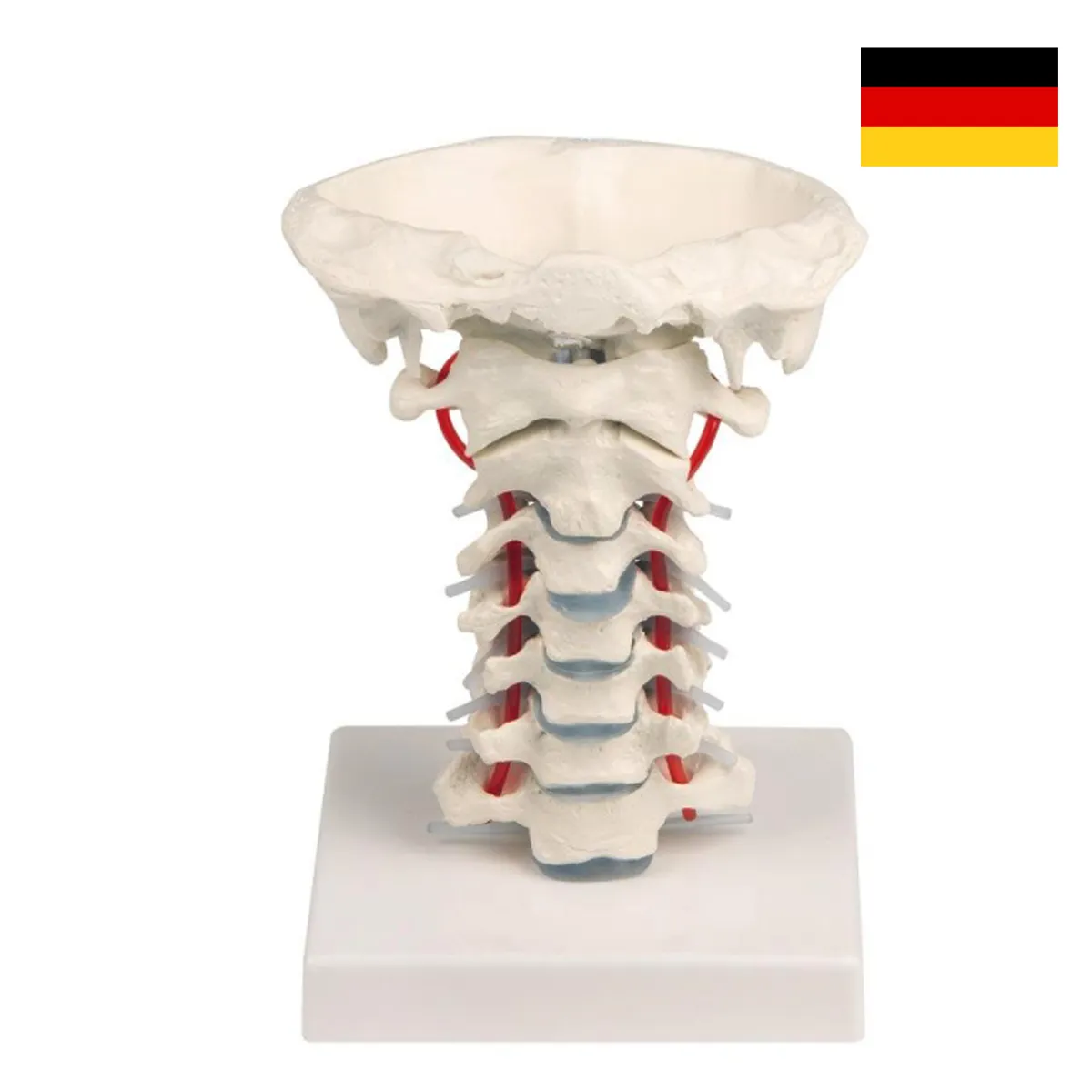 SPI-013แบบจำลองกระดูกสันหลังส่วนคอ