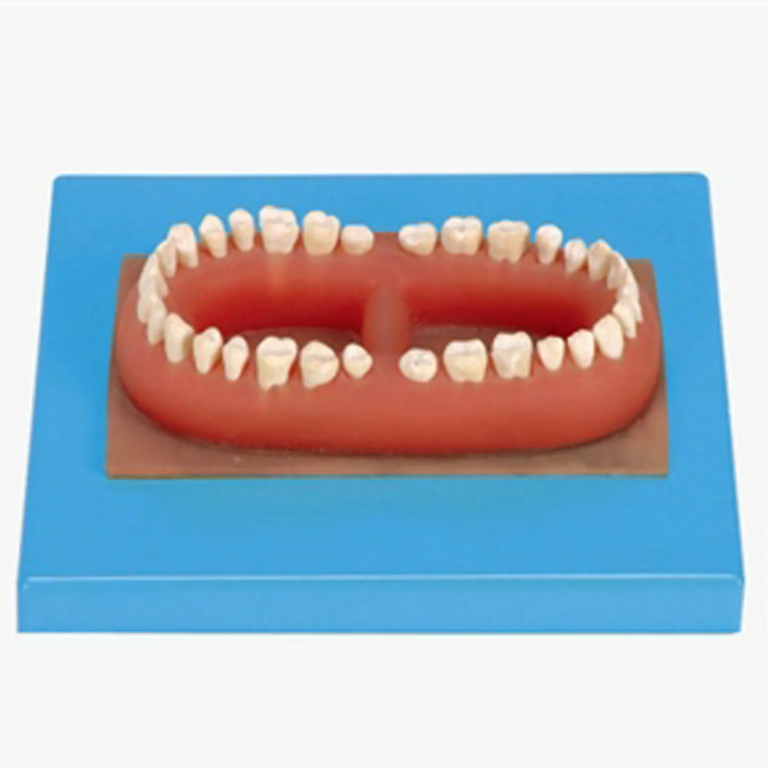 TEE-4507แบบจำลองฟันผู้ใหญ่32ซี่