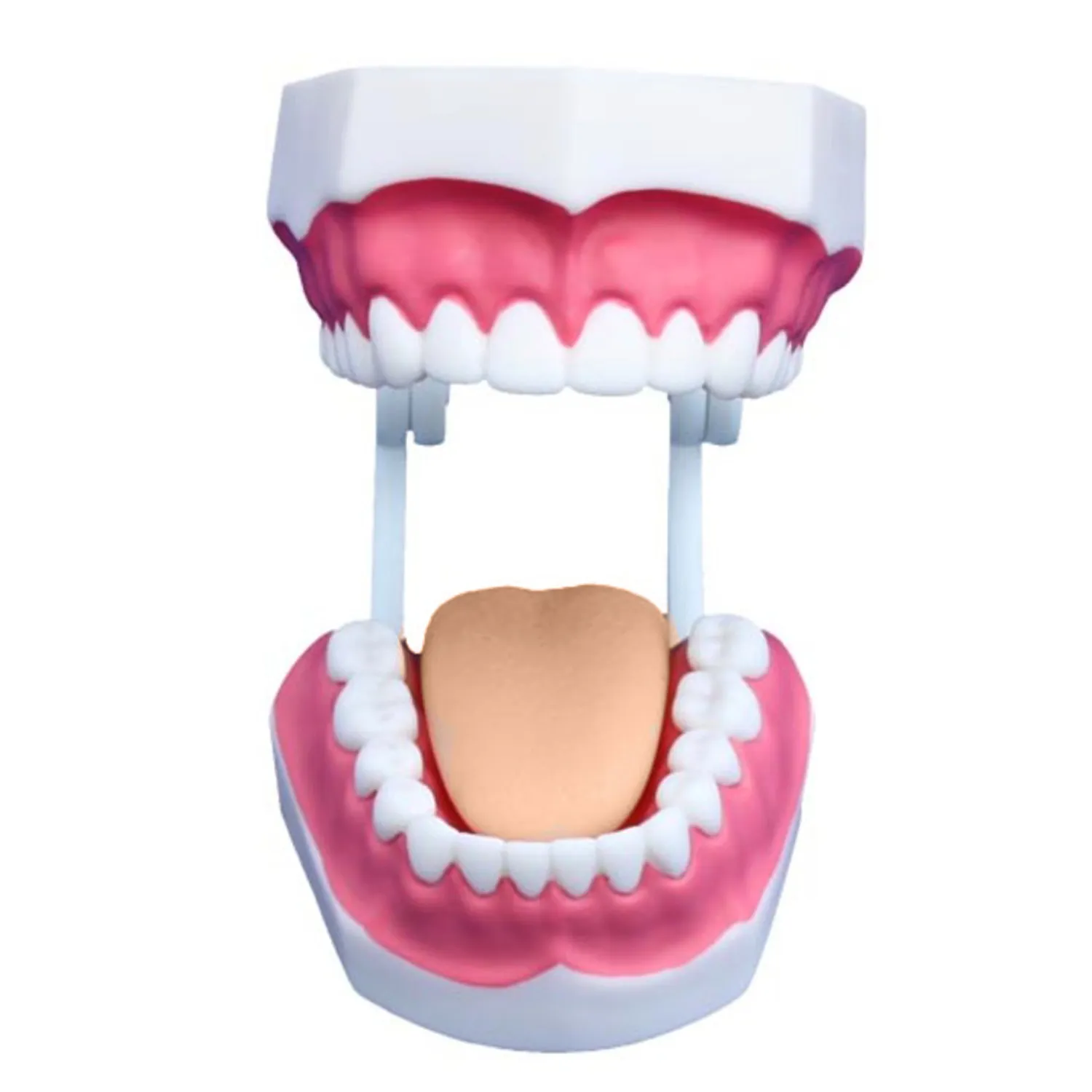 TEE-452แบบจำลองฟันขนาดเล็ก28ซี่