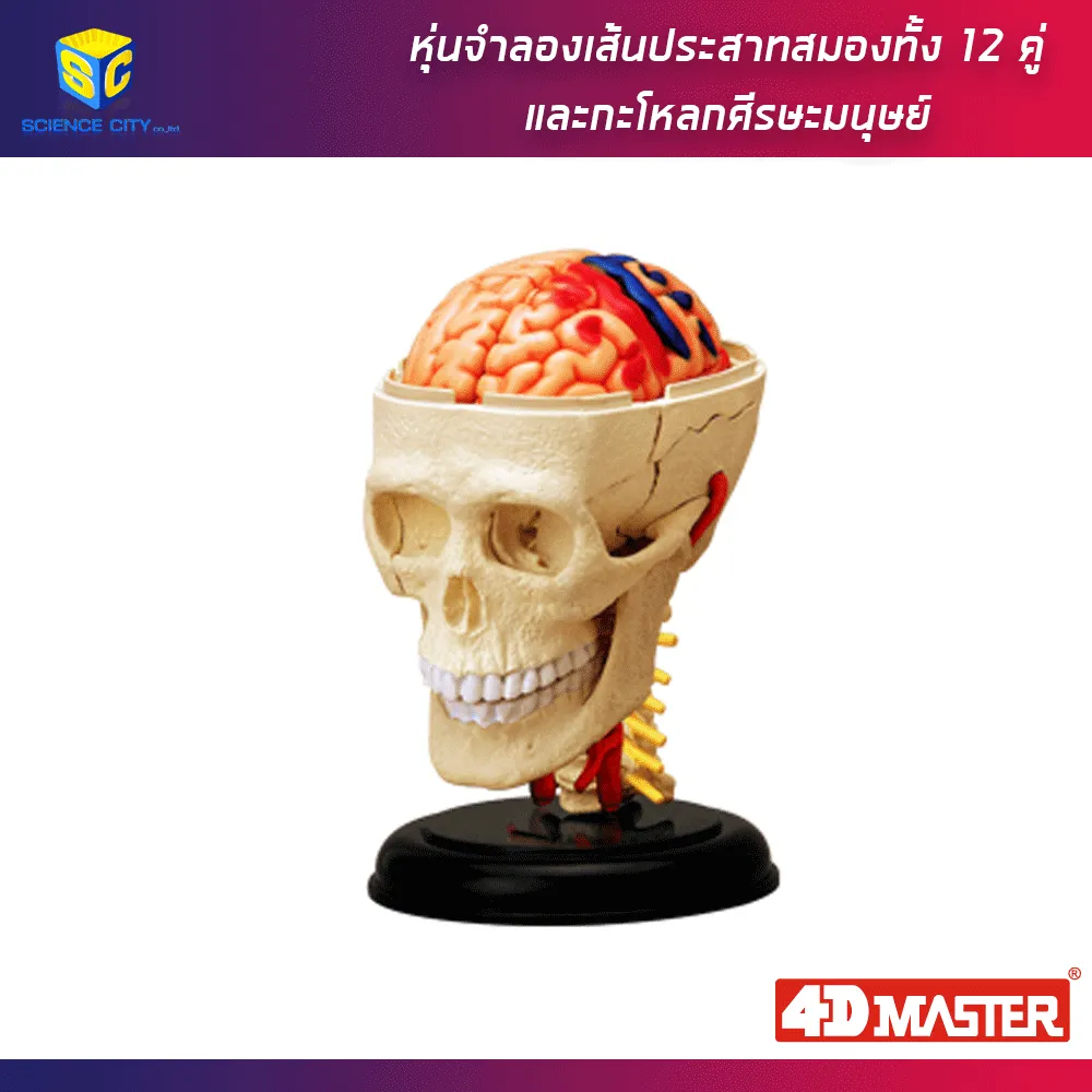 cranial-nerve-01