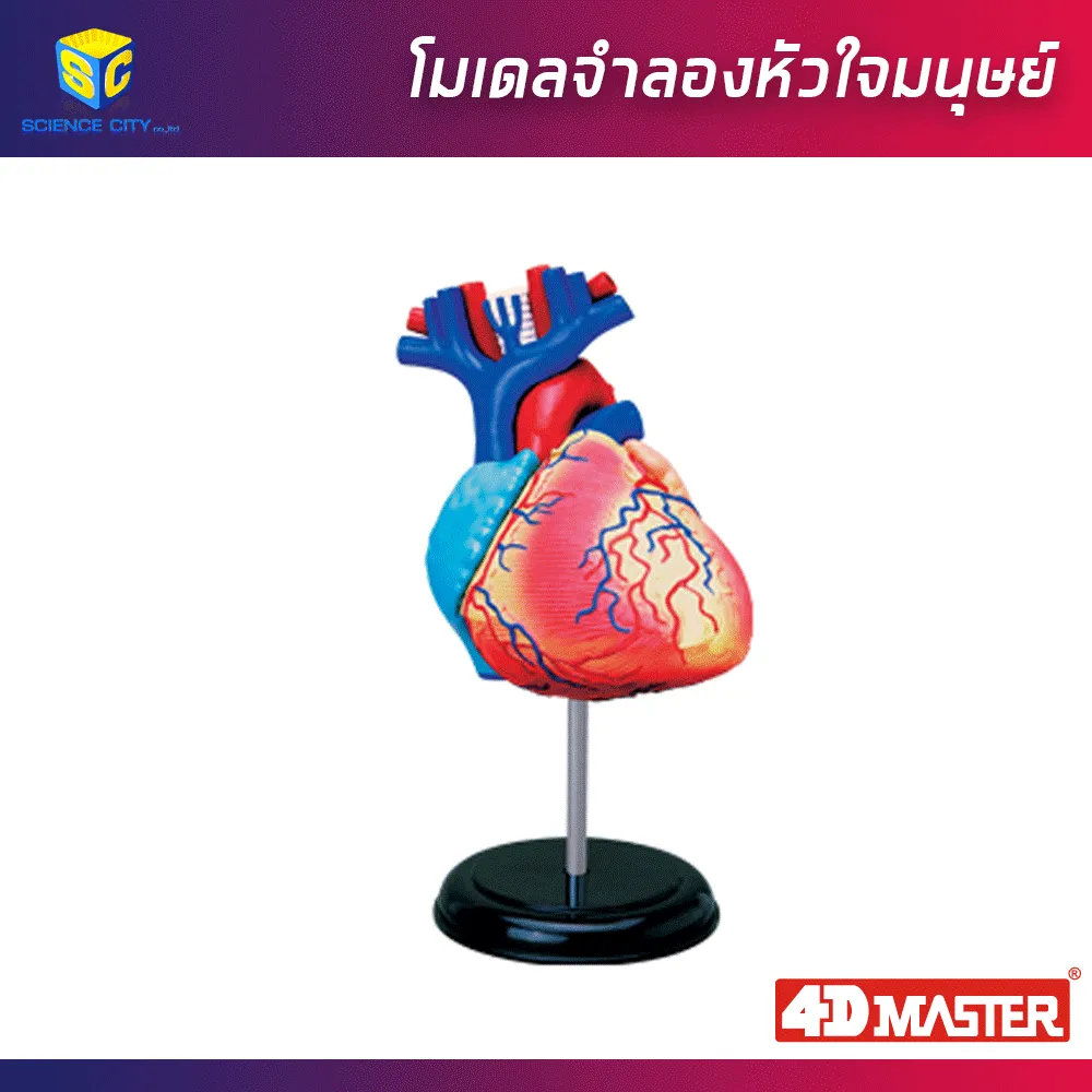 heartAnatomy01