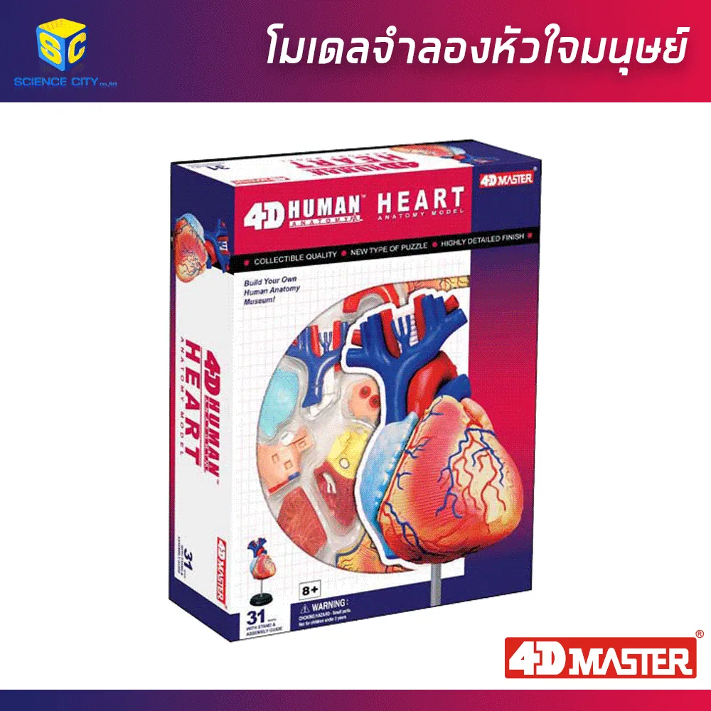 heartAnatomy04