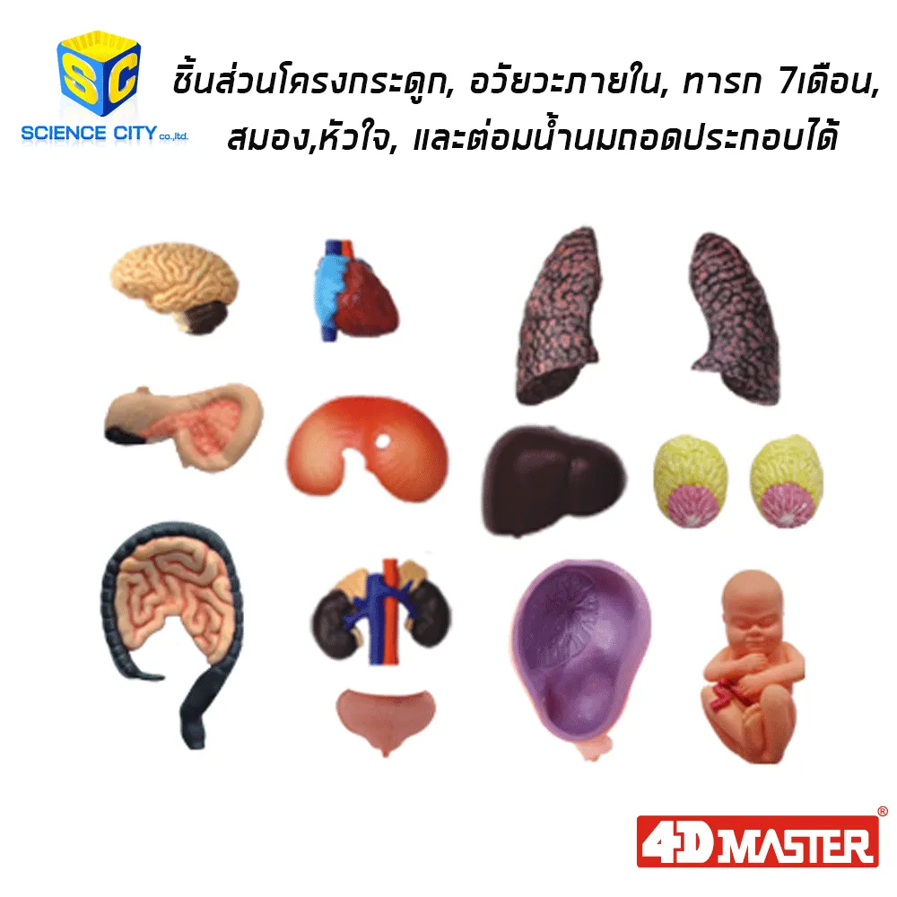 ตั้งครรภ์04