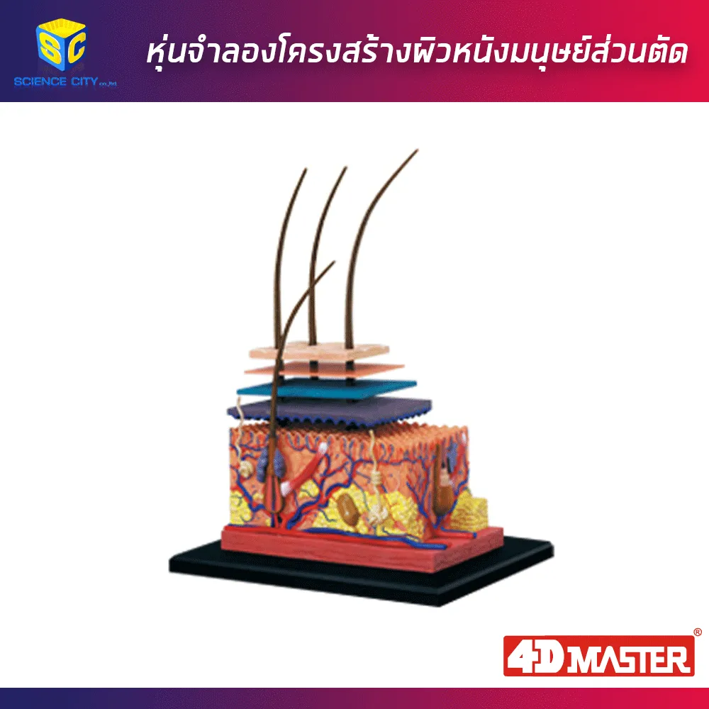 ผิวหนังมนุษย์01