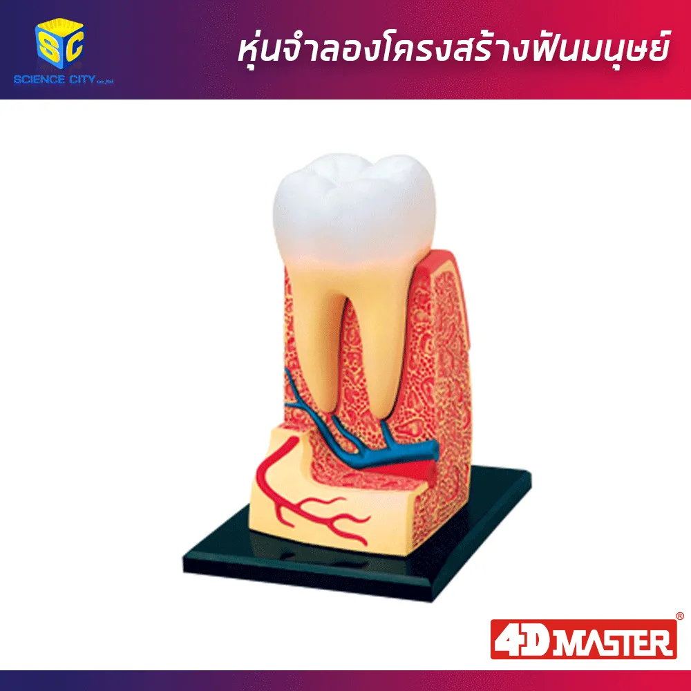 ฟันมนุษย์01