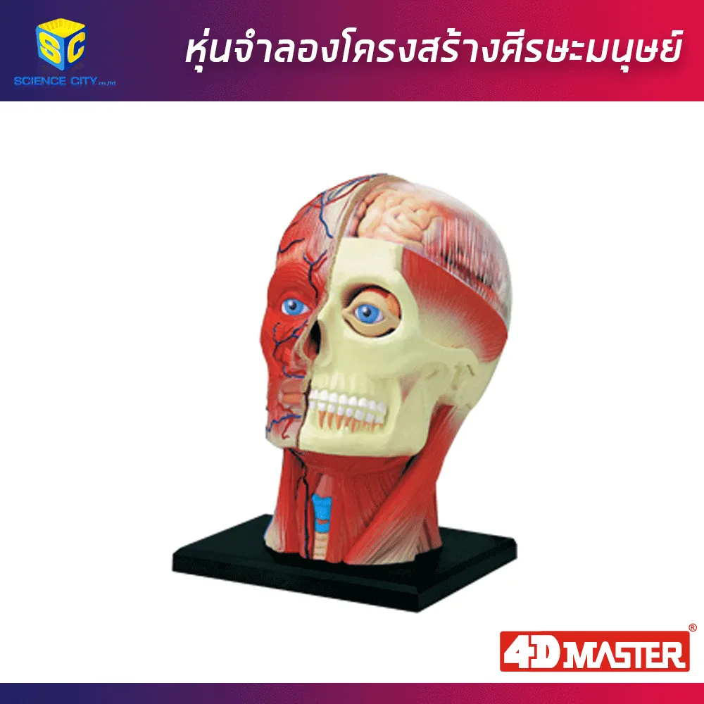 ศีรษะมนุษย์01