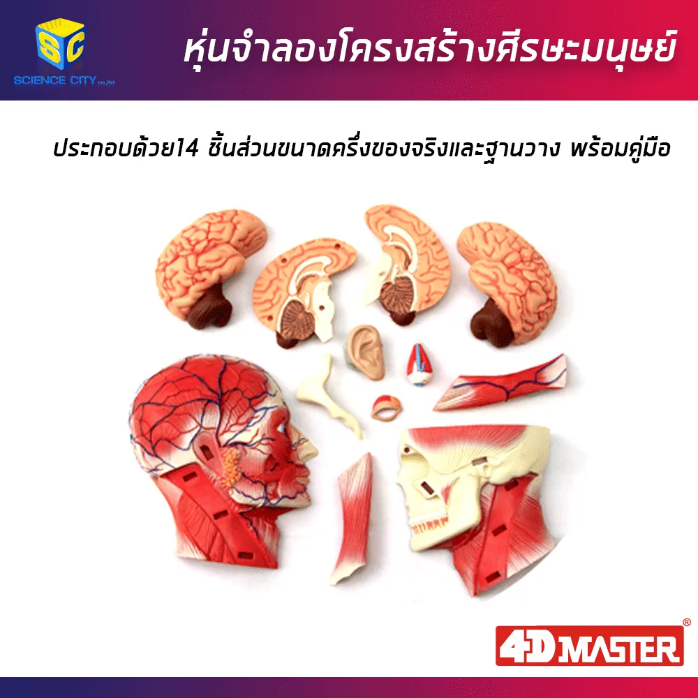 ศีรษะมนุษย์02