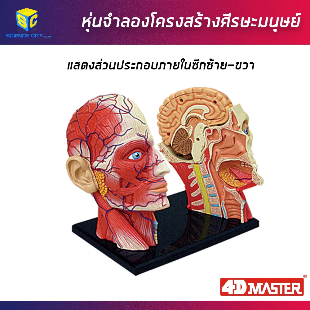 ศีรษะมนุษย์03