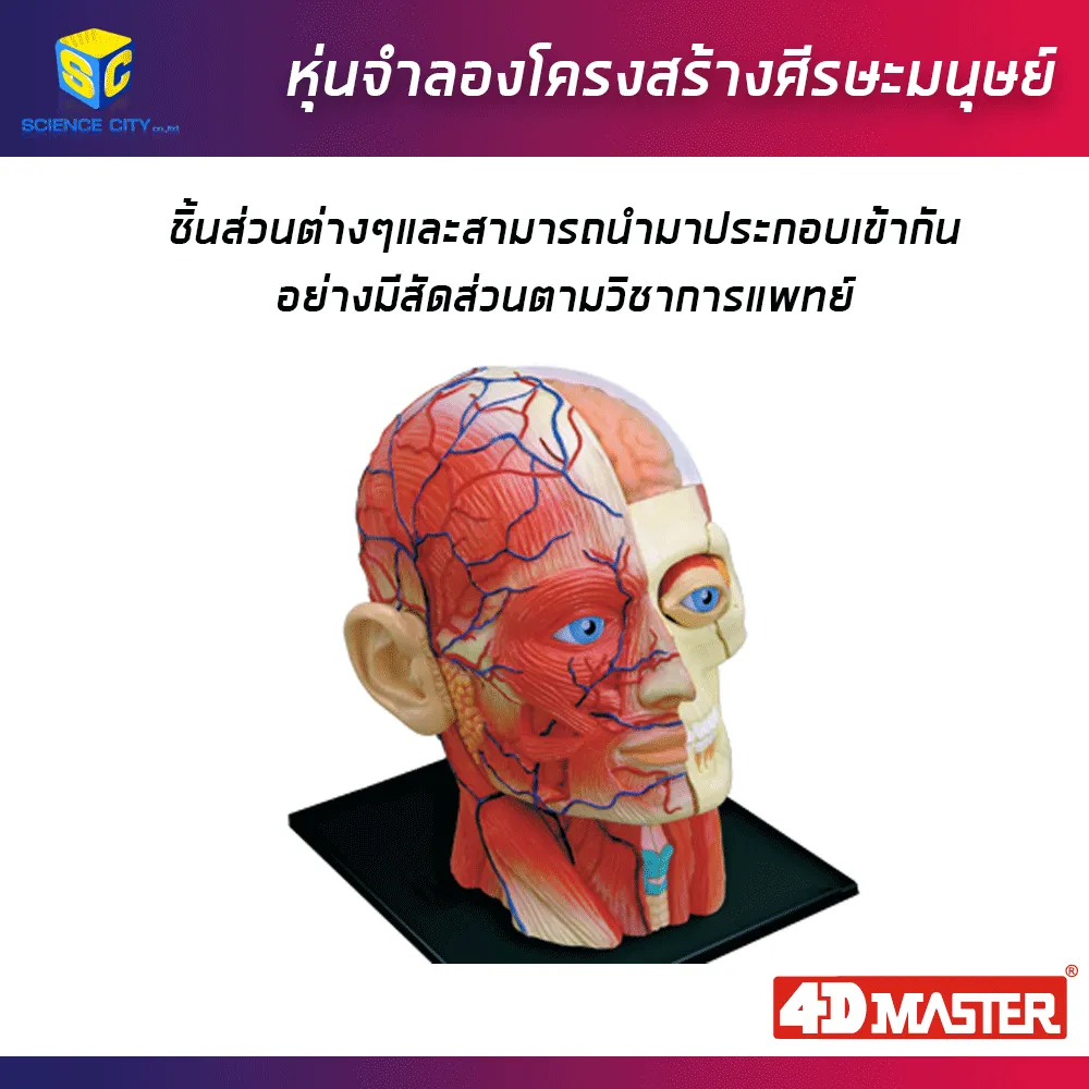 ศีรษะมนุษย์04