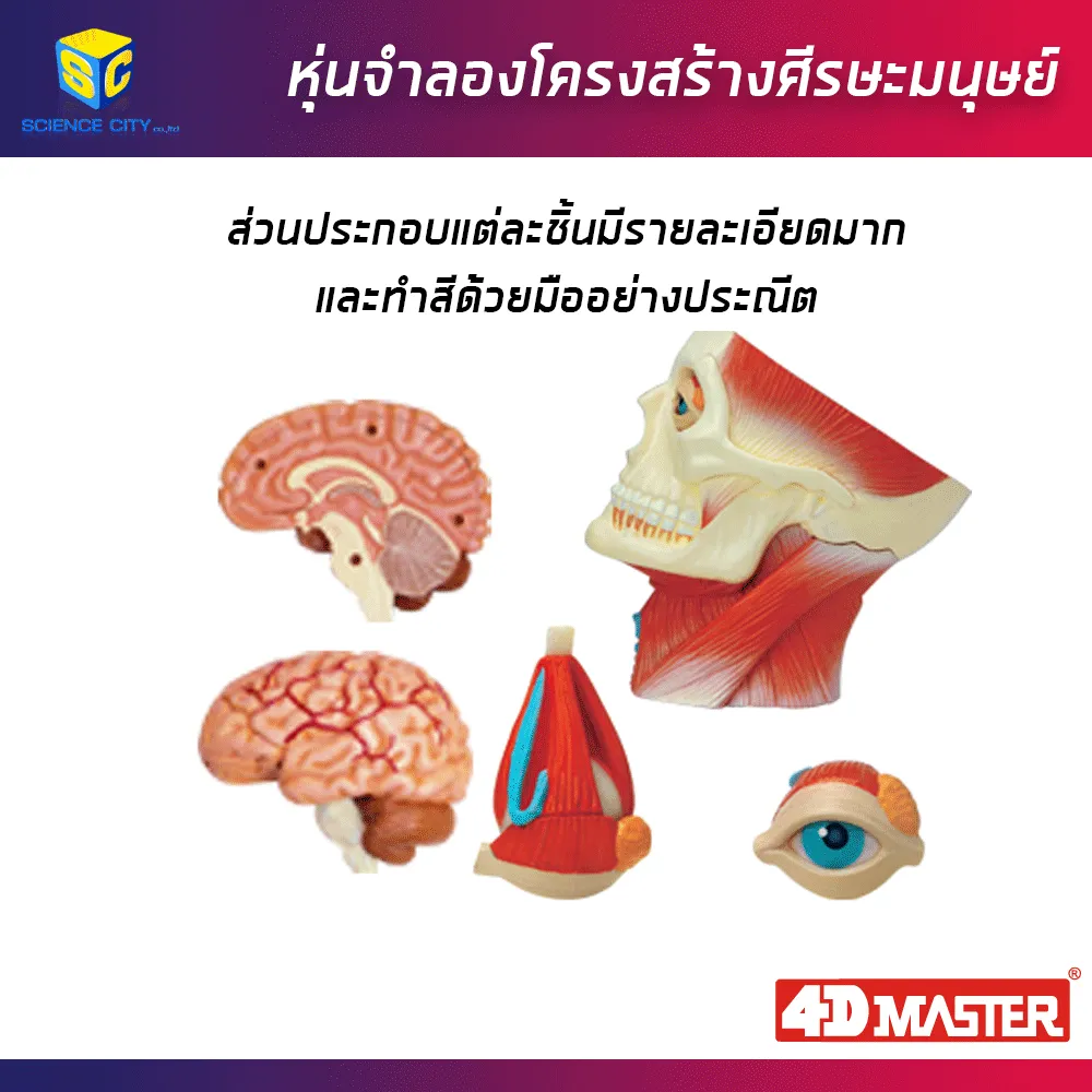 ศีรษะมนุษย์05