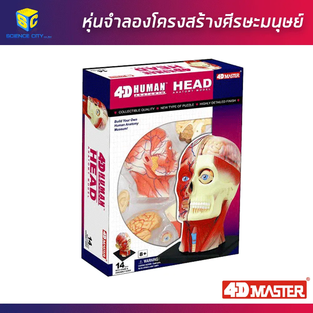 ศีรษะมนุษย์06