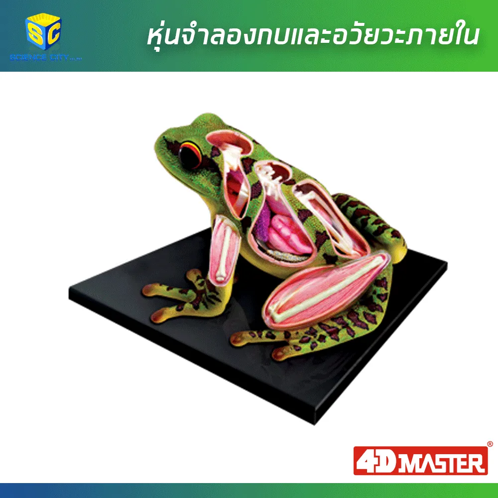 หุ่นกบ01