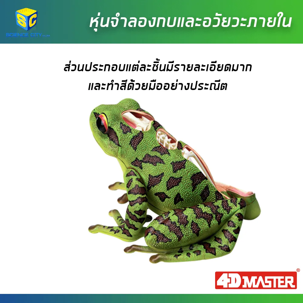หุ่นกบ04