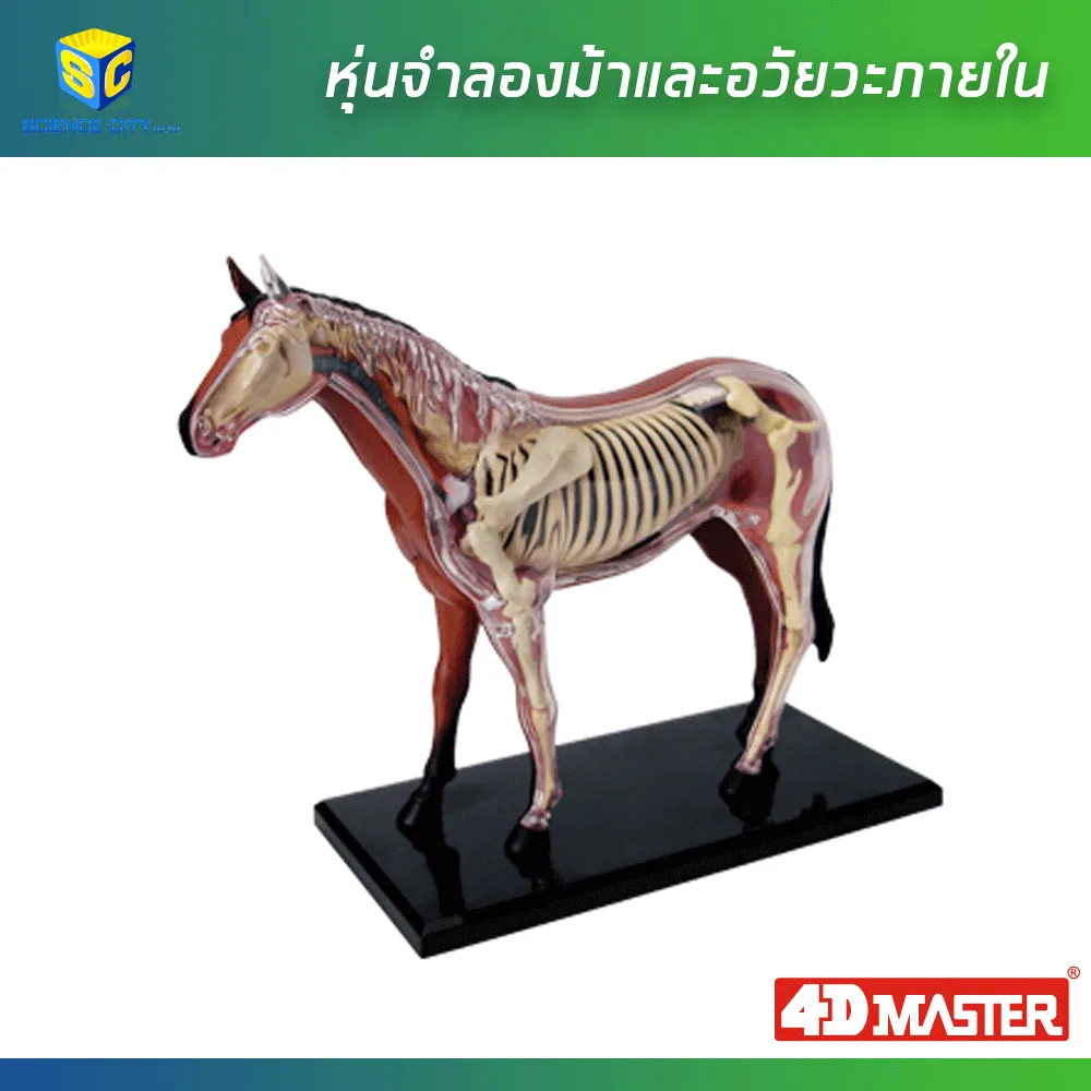 หุ่นม้า01
