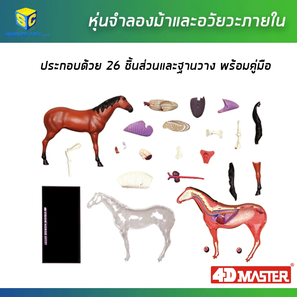 หุ่นม้า02