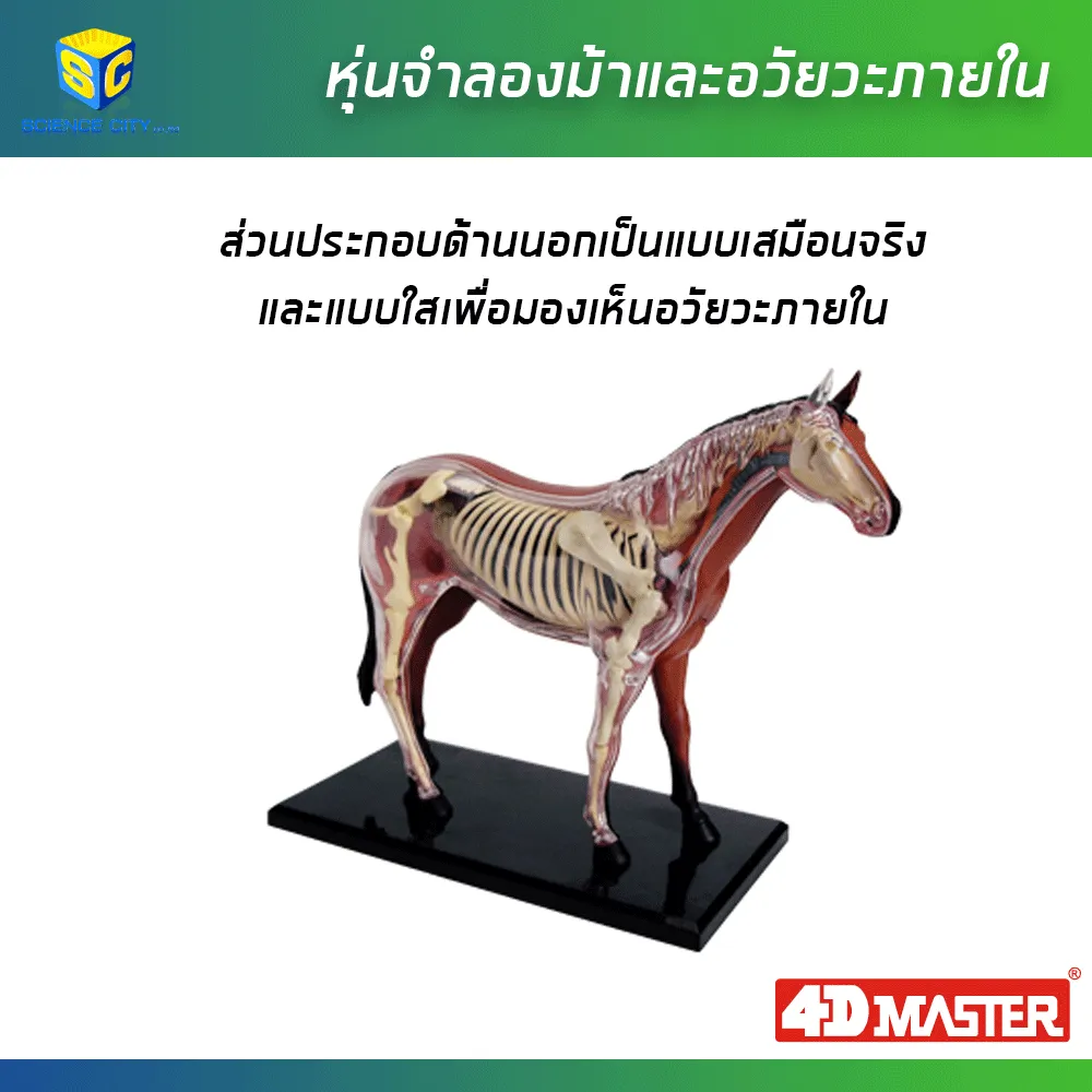 หุ่นม้า04