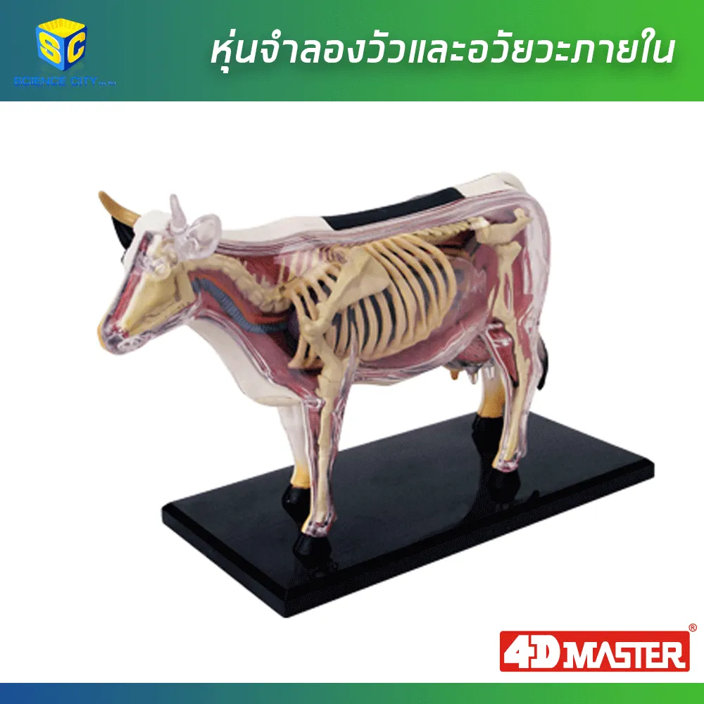 หุ่นวัว01