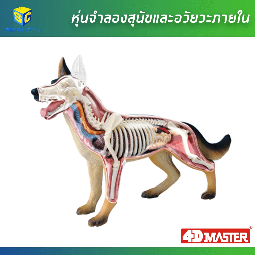 หุ่นสุนัข01