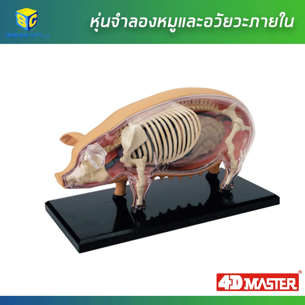 หุ่นหมู01