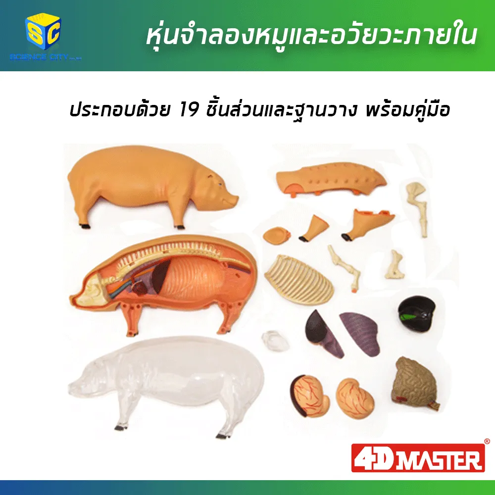หุ่นหมู02