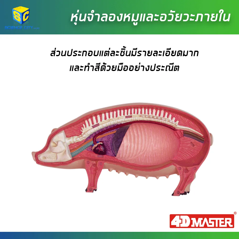 หุ่นหมู05