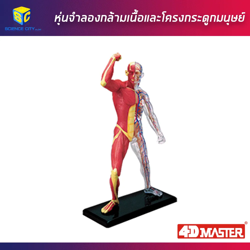 หุ่นแสดงกล้ามเนื้อ01